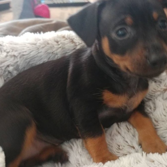 Meet your Posher, Tina marie - Picture 3 of 3